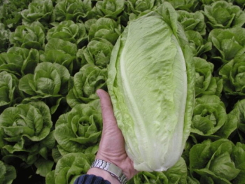 lettuce Lactuca sativa longifolia